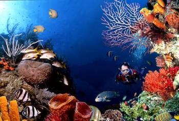 Sukeldumine Maldiividel  